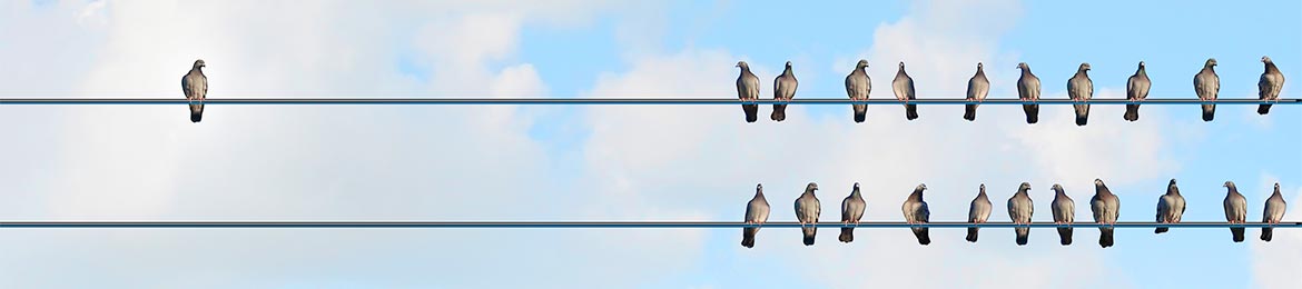 Birds on a wire
